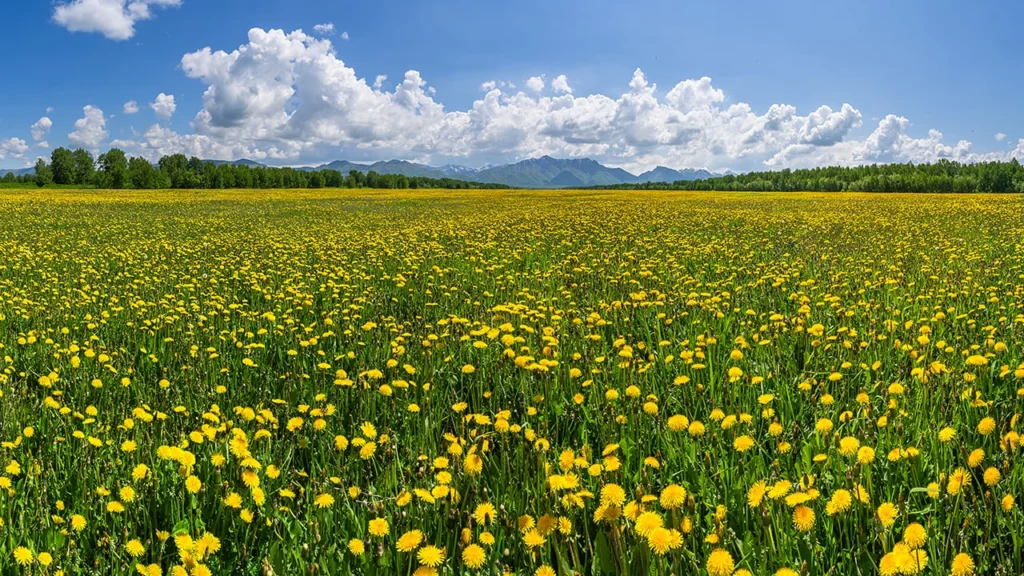 Calming Anime Nature Wallpapers That Will Make Your Screen Look Magical Fields of Flowers and Open Meadows