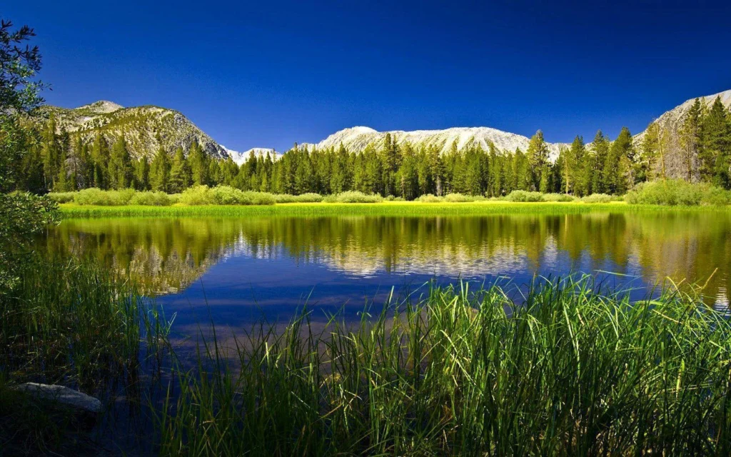 Calming Anime Nature Wallpapers That Will Make Your Screen Look Magical Tranquil Forest and Mountain Scenes